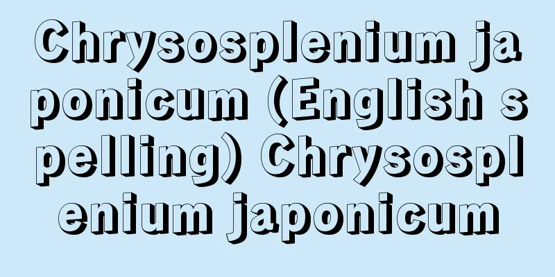 Chrysosplenium japonicum (English spelling) Chrysosplenium japonicum