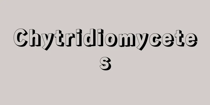 Chytridiomycetes