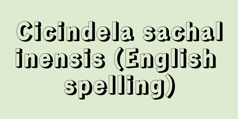 Cicindela sachalinensis (English spelling)