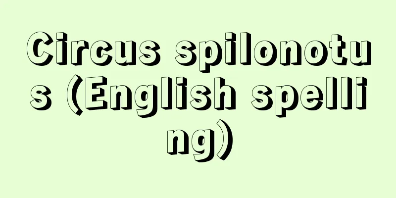 Circus spilonotus (English spelling)