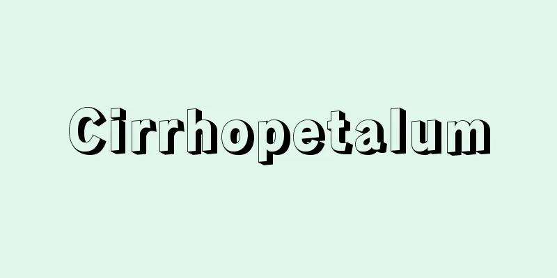 Cirrhopetalum