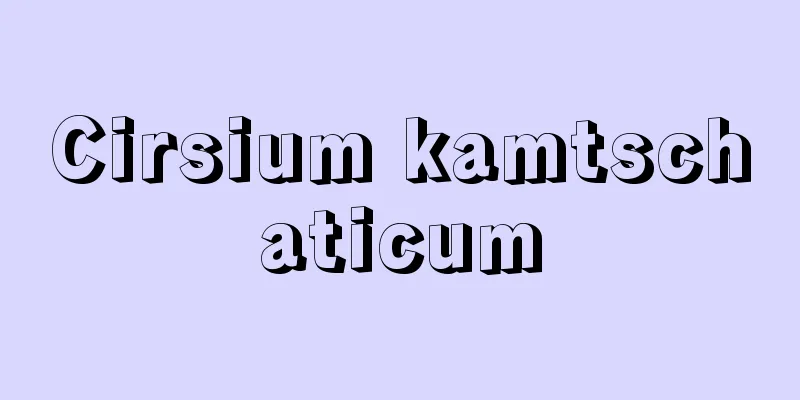 Cirsium kamtschaticum