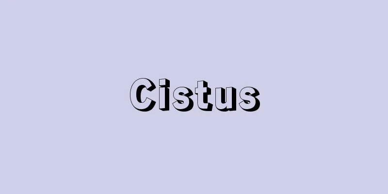 Cistus