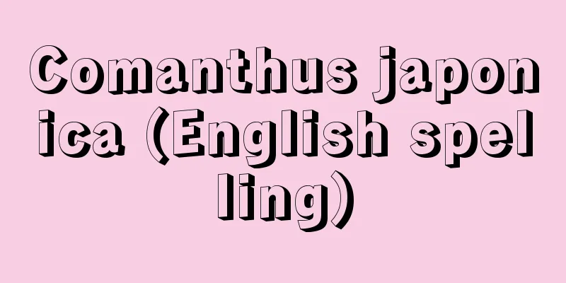 Comanthus japonica (English spelling)