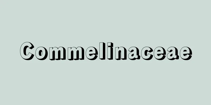 Commelinaceae