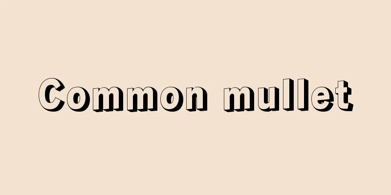 Common mullet