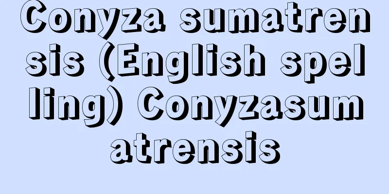 Conyza sumatrensis (English spelling) Conyzasumatrensis