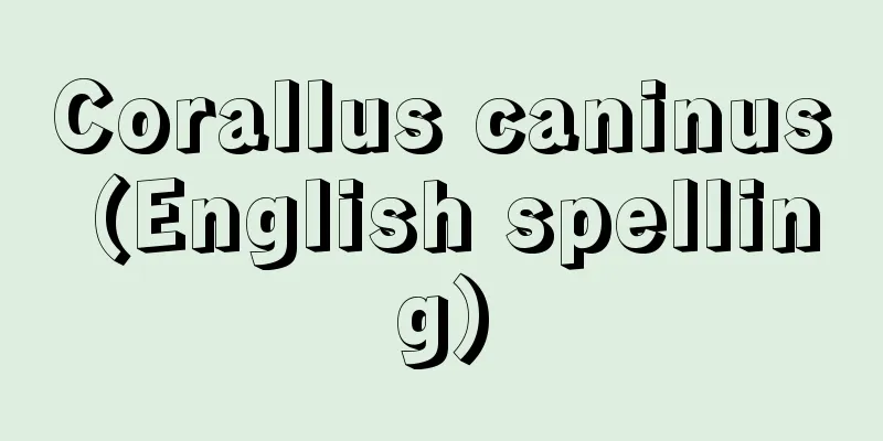 Corallus caninus (English spelling)