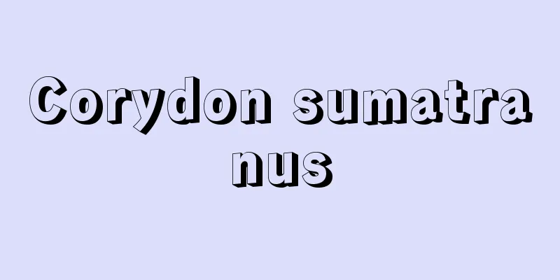 Corydon sumatranus