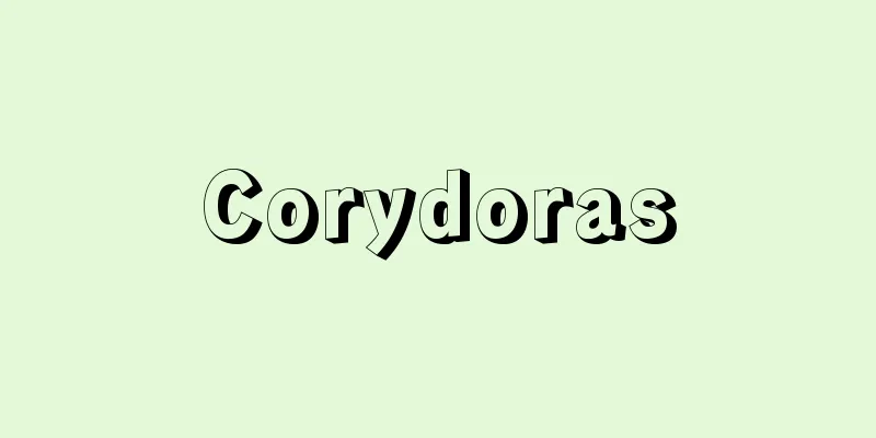 Corydoras