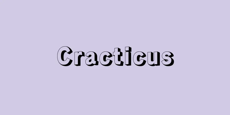 Cracticus