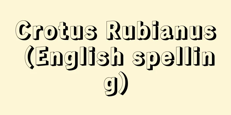 Crotus Rubianus (English spelling)