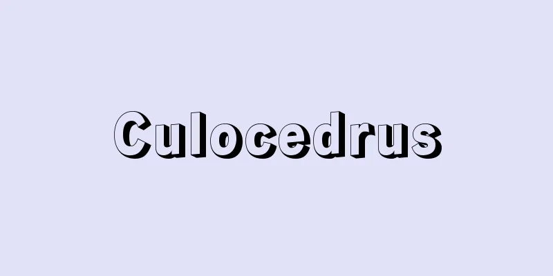 Culocedrus