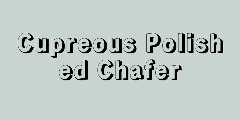 Cupreous Polished Chafer
