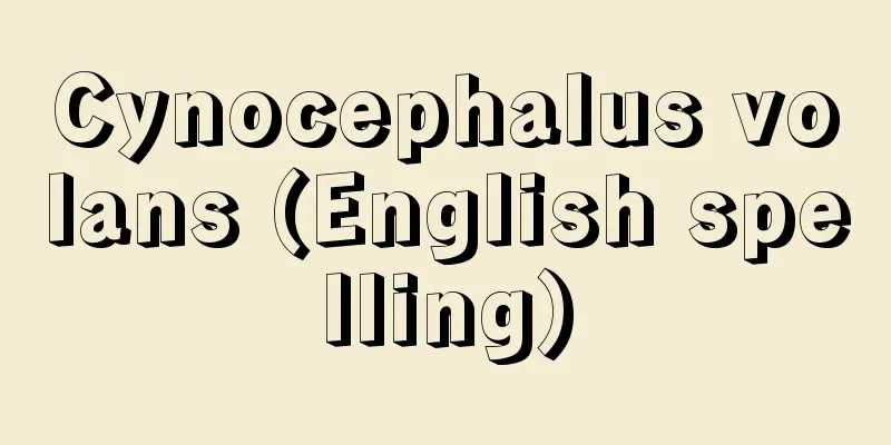 Cynocephalus volans (English spelling)
