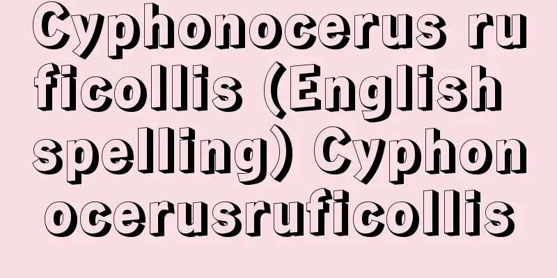 Cyphonocerus ruficollis (English spelling) Cyphonocerusruficollis
