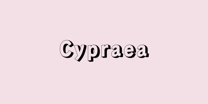 Cypraea
