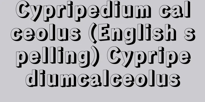 Cypripedium calceolus (English spelling) Cypripediumcalceolus