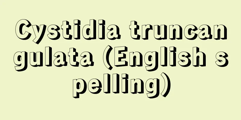 Cystidia truncangulata (English spelling)