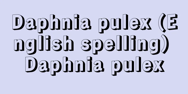 Daphnia pulex (English spelling) Daphnia pulex