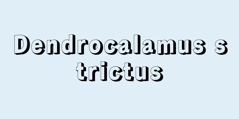 Dendrocalamus strictus