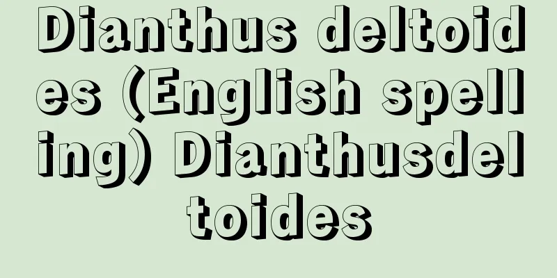 Dianthus deltoides (English spelling) Dianthusdeltoides