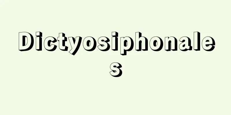 Dictyosiphonales