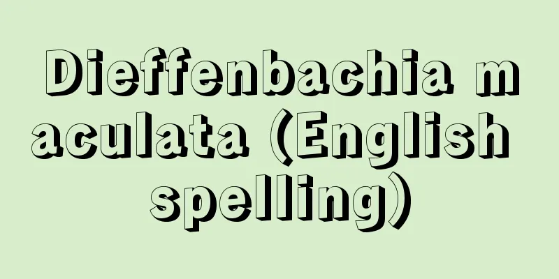 Dieffenbachia maculata (English spelling)