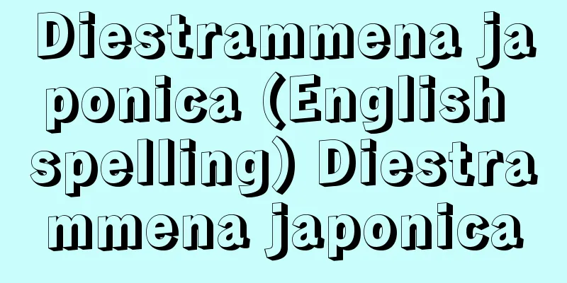 Diestrammena japonica (English spelling) Diestrammena japonica