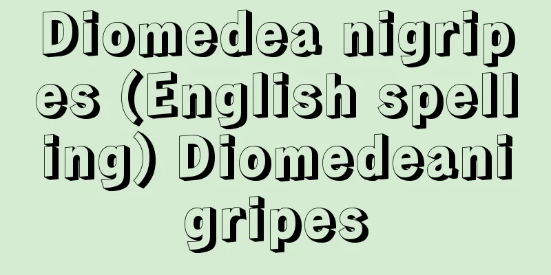 Diomedea nigripes (English spelling) Diomedeanigripes