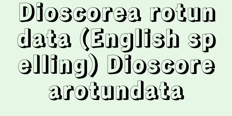 Dioscorea rotundata (English spelling) Dioscorearotundata