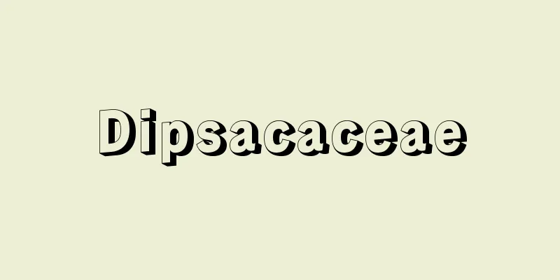 Dipsacaceae