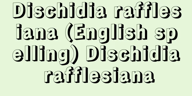 Dischidia rafflesiana (English spelling) Dischidia rafflesiana