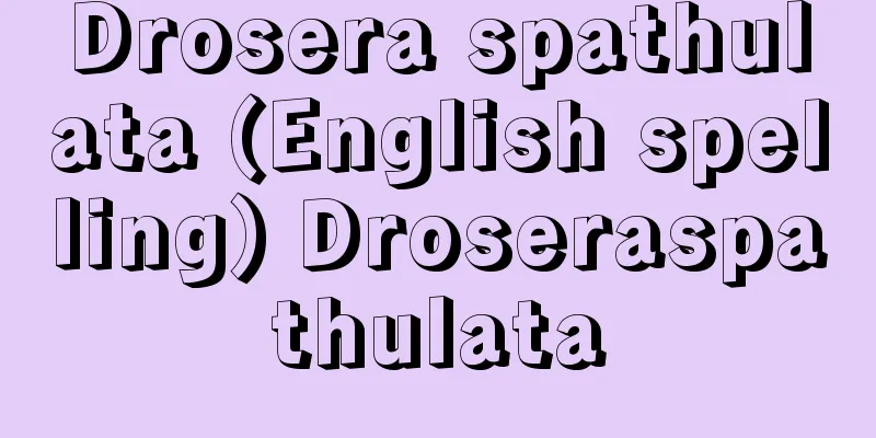Drosera spathulata (English spelling) Droseraspathulata