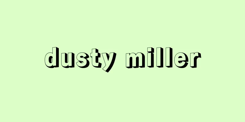 dusty miller