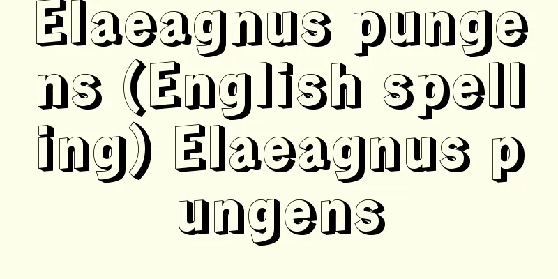 Elaeagnus pungens (English spelling) Elaeagnus pungens