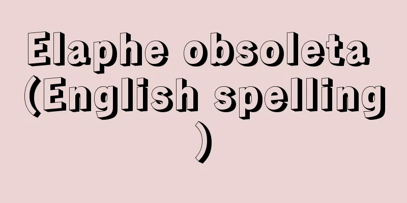 Elaphe obsoleta (English spelling)