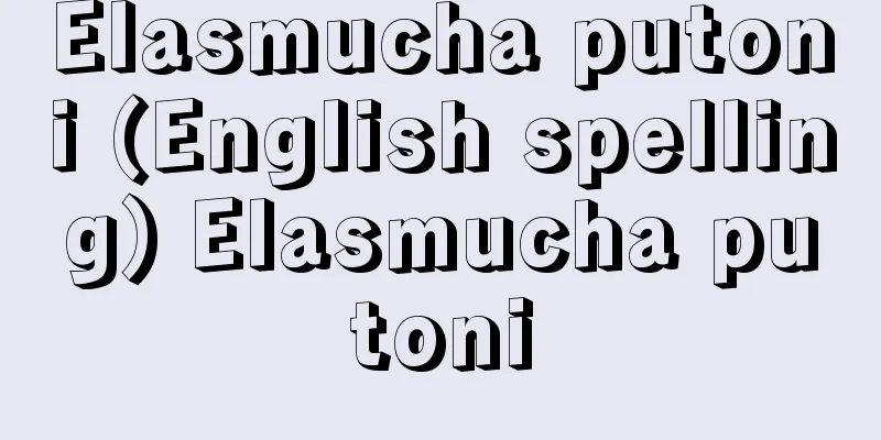 Elasmucha putoni (English spelling) Elasmucha putoni