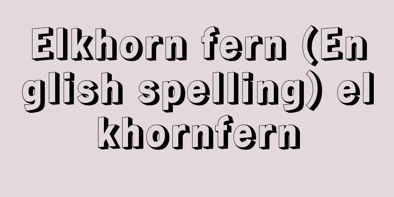 Elkhorn fern (English spelling) elkhornfern