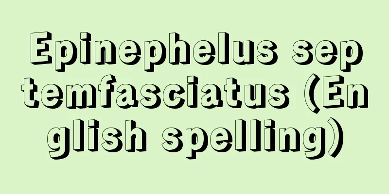 Epinephelus septemfasciatus (English spelling)