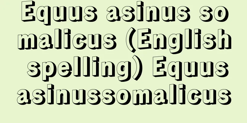 Equus asinus somalicus (English spelling) Equusasinussomalicus