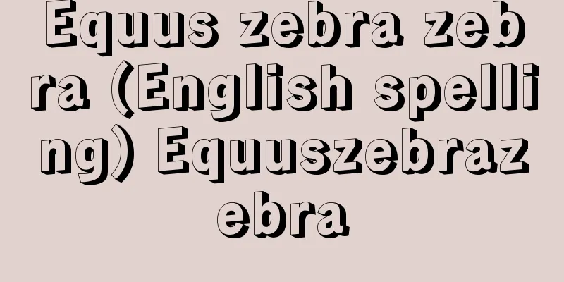 Equus zebra zebra (English spelling) Equuszebrazebra