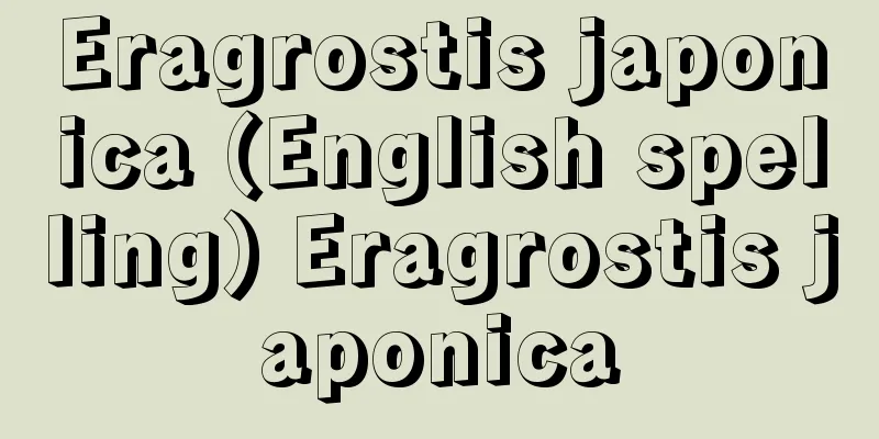 Eragrostis japonica (English spelling) Eragrostis japonica