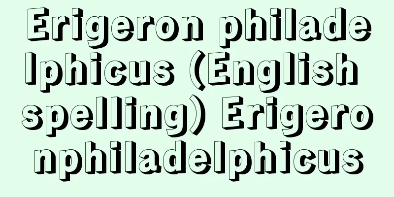 Erigeron philadelphicus (English spelling) Erigeronphiladelphicus