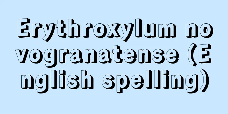 Erythroxylum novogranatense (English spelling)