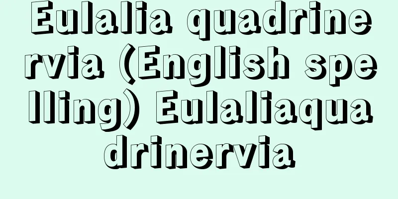 Eulalia quadrinervia (English spelling) Eulaliaquadrinervia