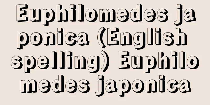 Euphilomedes japonica (English spelling) Euphilomedes japonica