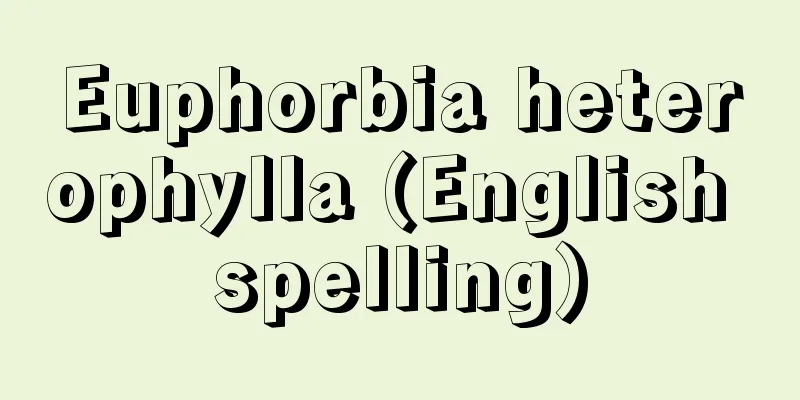 Euphorbia heterophylla (English spelling)