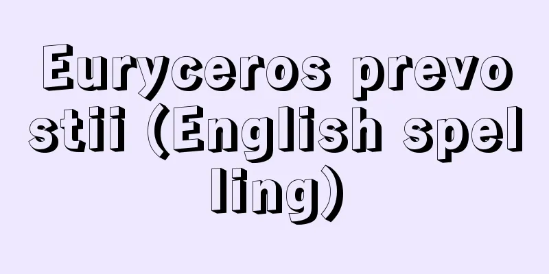 Euryceros prevostii (English spelling)