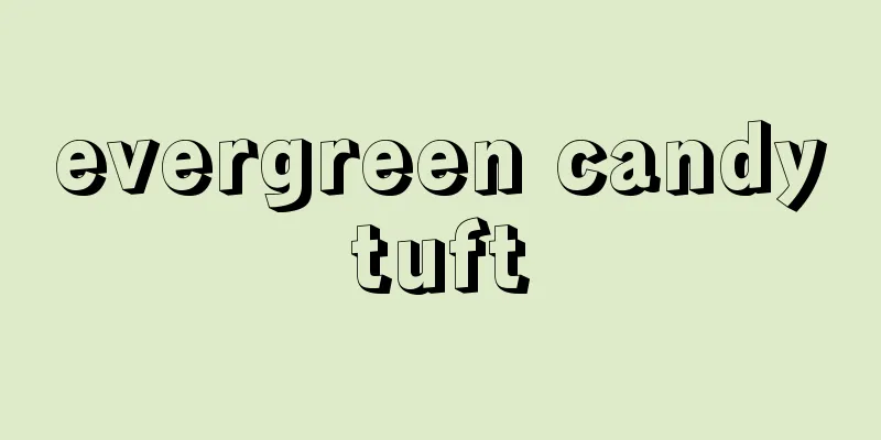 evergreen candytuft